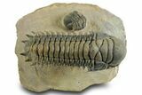 Flying Crotalocephalina Trilobite - Exposed Hypostome #359234-2